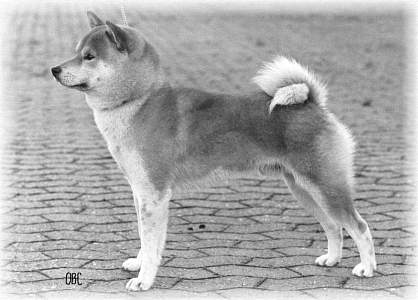 Ch. Mejsen's Ai-Suzuki