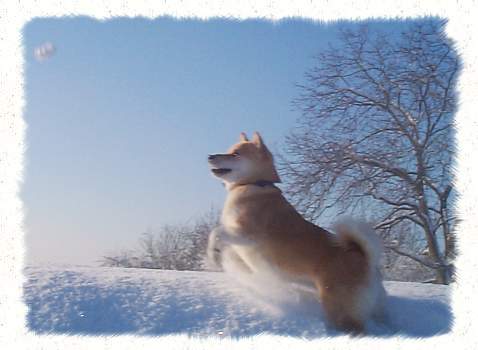 Ich hoppse in's neue Jahr ......